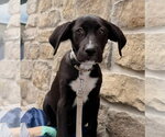 Small #6 Labrador Retriever-Plott Hound Mix