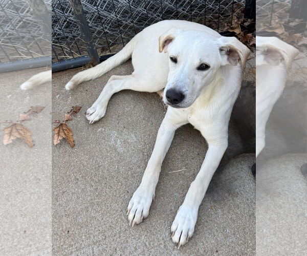 Medium Photo #7 Labrador Retriever Puppy For Sale in Tarrytown, GA, USA