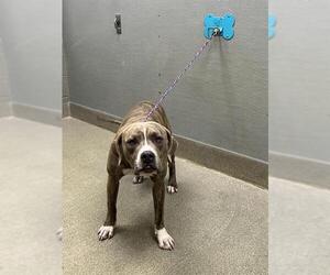 Mutt Dogs for adoption in Las Vegas, NV, USA