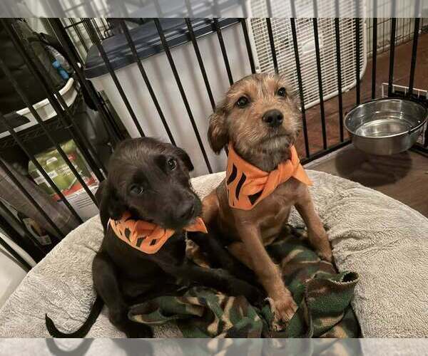 Medium Photo #2 Mutt Puppy For Sale in Aurora, IN, USA