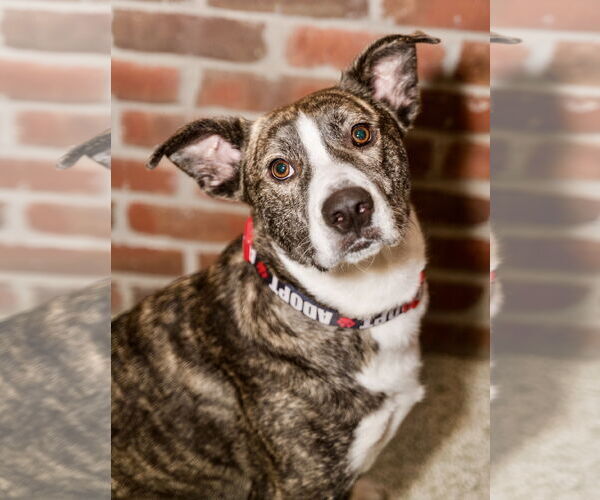 Medium Photo #1 Mutt Puppy For Sale in St. Louis Park, MN, USA