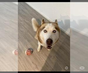 Huskies -Unknown Mix Dogs for adoption in San Antonio, TX, USA