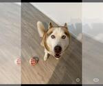Small Huskies  Mix