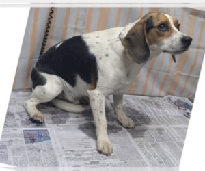 Johnny Cash - Male Beagle Dog for Adoption - Photo #2
