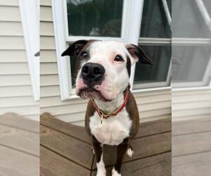 Violet - Female Boxer-Unknown Mix Dog for Adoption - Photo #3