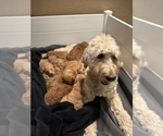 Small Photo #1 Goldendoodle-Poodle (Standard) Mix Puppy For Sale in MARBLE FALLS, TX, USA