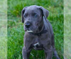 Great Dane Dog for Adoption in RICHMOND, Illinois USA
