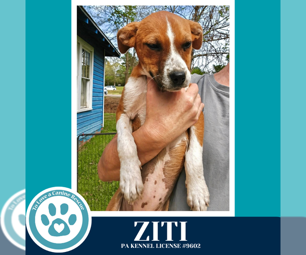Medium Photo #4 Boxer-Unknown Mix Puppy For Sale in Kimberton, PA, USA