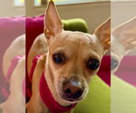 Small #8 Chihuahua Mix