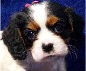 Cavalier King Charles Spaniel Puppy for sale in KNOXVILLE, AR, USA