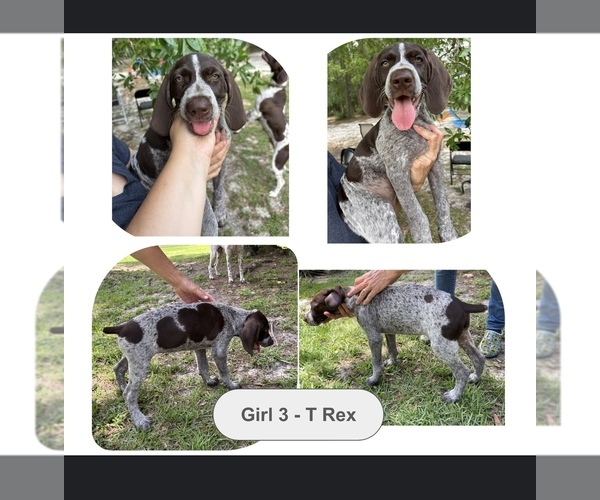 Medium Photo #1 German Shorthaired Pointer-German Wirehaired Pointer Mix Puppy For Sale in DEFUNIAK SPRINGS, FL, USA