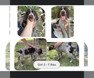 Medium German Shorthaired Pointer-German Wirehaired Pointer Mix