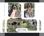 Small Photo #1 German Shorthaired Pointer-German Wirehaired Pointer Mix Puppy For Sale in DEFUNIAK SPRINGS, FL, USA