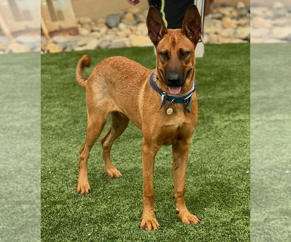 Medium Photo #17 Mutt Puppy For Sale in Dana Point, CA, USA