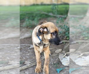 Medium Bloodhound-German Shepherd Dog Mix
