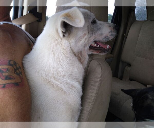Medium Photo #10 - Mix Puppy For Sale in Orange Grove, TX, USA