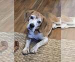 Small Beagle
