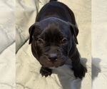 Small Photo #4 American Bully Puppy For Sale in IRMO, SC, USA