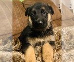 Small Photo #2 German Shepherd Dog Puppy For Sale in GAFFNEY, SC, USA