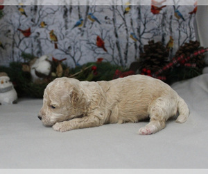 Poodle (Toy) Puppy for sale in CHANUTE, KS, USA