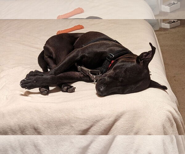 Medium Photo #38 Mutt Puppy For Sale in Holly Springs, NC, USA