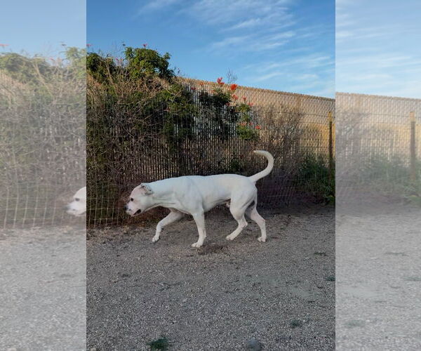 Medium Photo #4 Argentinian Mastiff-Unknown Mix Puppy For Sale in Goodyear, AZ, USA