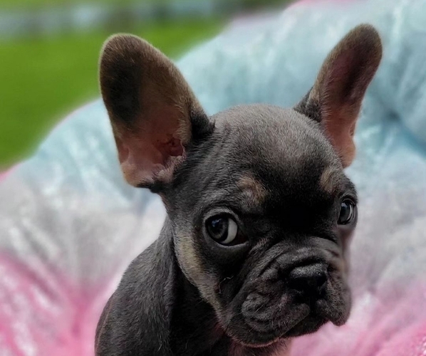 Medium Photo #1 French Bulldog Puppy For Sale in SUMTERVILLE, FL, USA