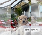 Puppy 4 Paperanian