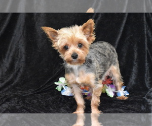 Mother of the Yorkshire Terrier puppies born on 10/12/2025