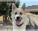 Small Photo #2 Siberian Husky Puppy For Sale in Martinez, CA, USA