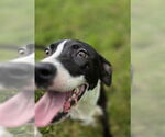 Small #3 American Pit Bull Terrier Mix