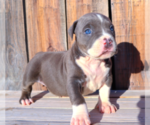 Small Photo #15 American Bully Puppy For Sale in LOS ANGELES, CA, USA
