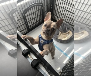 French Bulldog Puppy for sale in SLIDELL, LA, USA