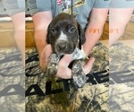 Puppy F1 German Shorthaired Pointer