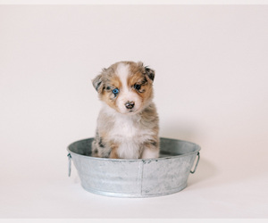 Australian Shepherd Puppy for sale in LA RUE, OH, USA