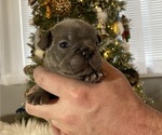 Small Photo #2 French Bulldog Puppy For Sale in SOMERS, MT, USA