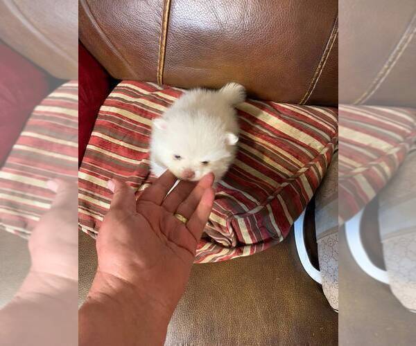 Medium Photo #4 Pomeranian Puppy For Sale in TAMPA, FL, USA