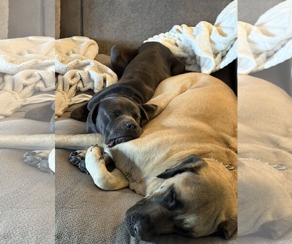 Medium Photo #6 Mutt Puppy For Sale in Goodyear, AZ, USA