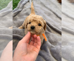 Mi-Ki Puppy for sale in COLON, MI, USA