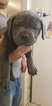 Small Photo #1 Cane Corso Puppy For Sale in BRADENTON, FL, USA