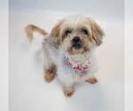 Small #5 Shih Tzu Mix