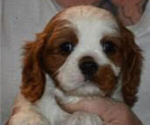 Medium Cavalier King Charles Spaniel