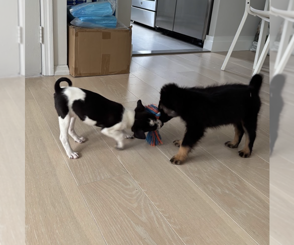 Medium Photo #2 Border Collie-Unknown Mix Puppy For Sale in Brooklyn, NY, USA