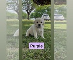 Small Photo #33 Golden Retriever Puppy For Sale in FAYETTEVILLE, TN, USA