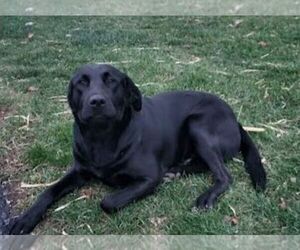 Father of the Bernedoodle (Miniature)-Labrador Retriever Mix puppies born on 10/02/2025