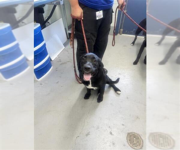 Medium Photo #1 Labrador Retriever-Unknown Mix Puppy For Sale in Corpus Christi, TX, USA