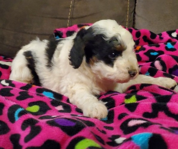 Medium Photo #17 Miniature Bernedoodle Puppy For Sale in LEETONIA, OH, USA