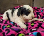 Small #16 Miniature Bernedoodle
