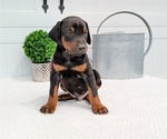 Puppy Captain Doberman Pinscher