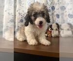 Litter of 4 - Male(s) and Female(s) Cockapoo (Miniature)Litter of Puppies for Sale - Photo #13
